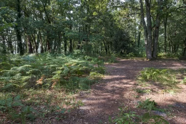 Domaine du Pinsan Eysines fougères (1).